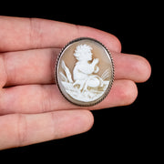Antique Victorian Cameo Brooch Bullmouth Shell