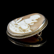 Antique Victorian Cameo Brooch Bullmouth Shell