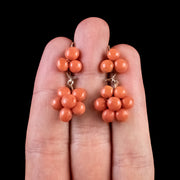 Antique Victorian Coral Drop Earrings 18Ct Gold Circa 1900