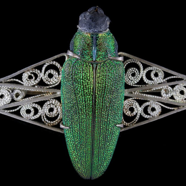 Antique French Scarab Beetle Brooch Art Nouveau Circa 1900